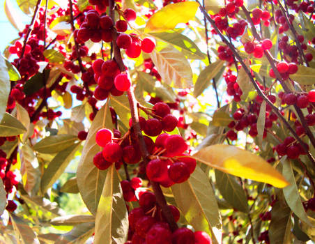 Fire berries