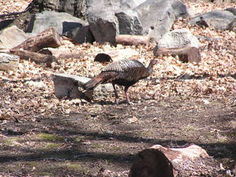 Wild Turkey