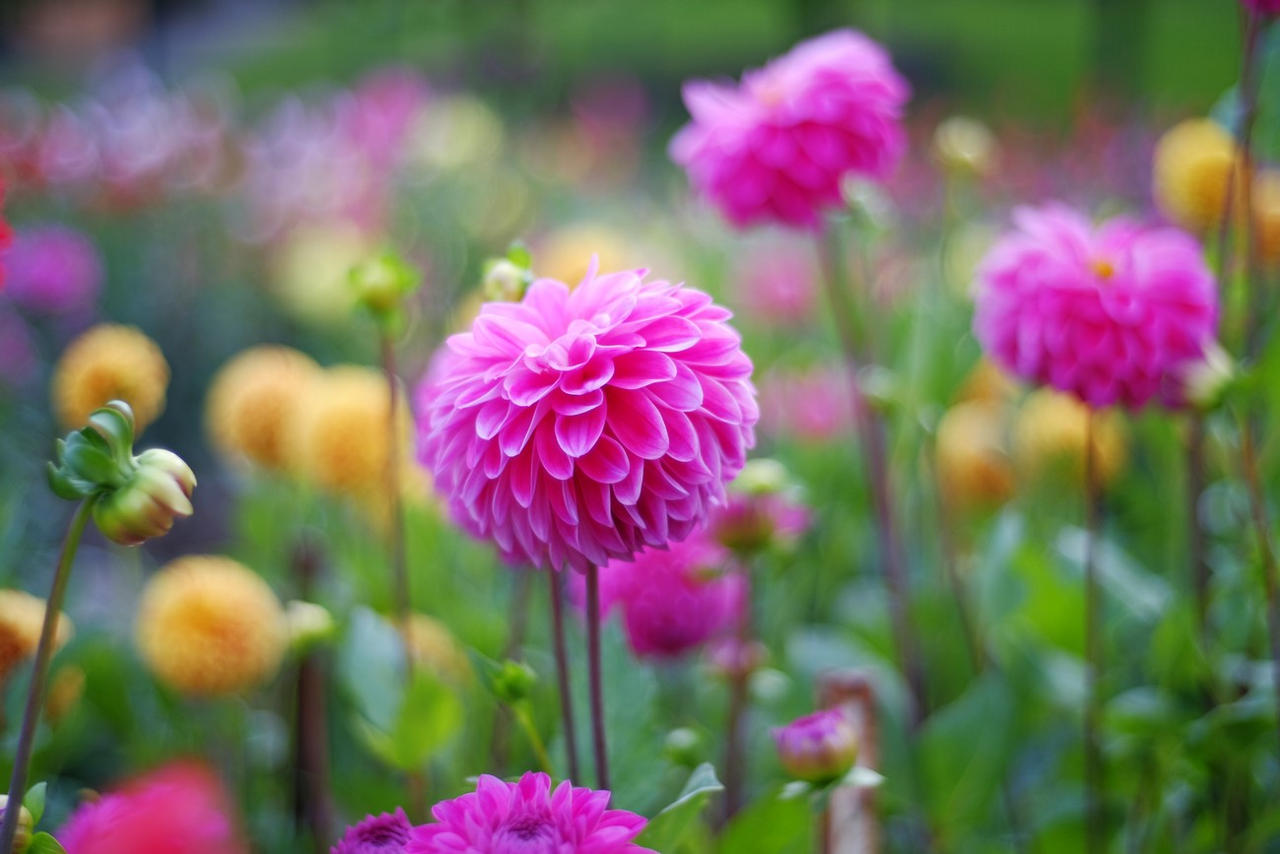 Point Defiance Rose Garden Wa By Yukosteel On Deviantart
