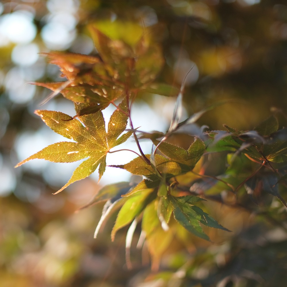 Summer light