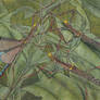 Yarapcia apocynacaeiphaga