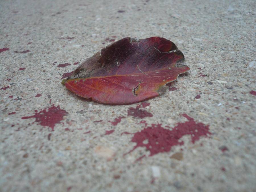 red leaves of a broken heart 2