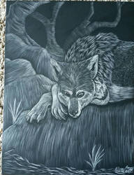 Wolf scratchboard 