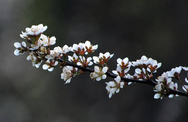 Flowers on a Tree