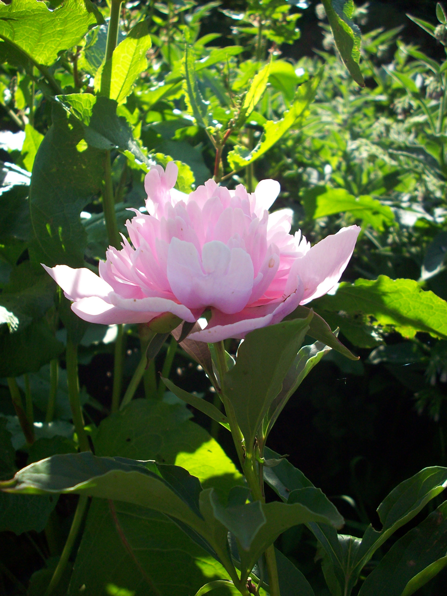 peony 2