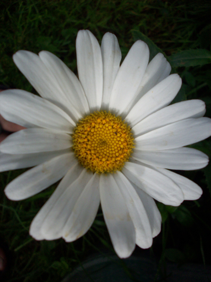 daisy close up