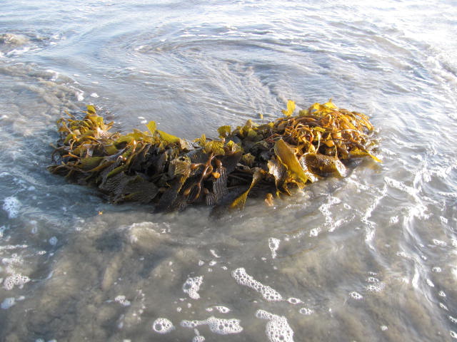 sea weed 2