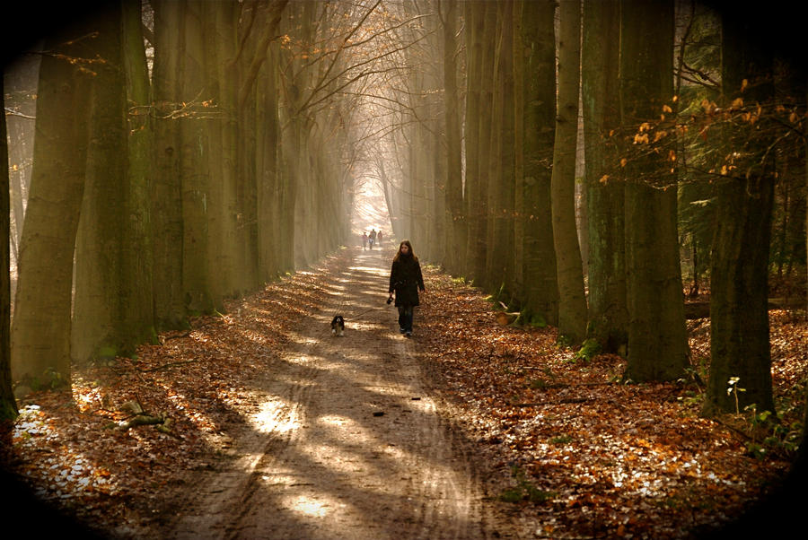 Autumn in the Forest 8 by Balduinus on DeviantArt