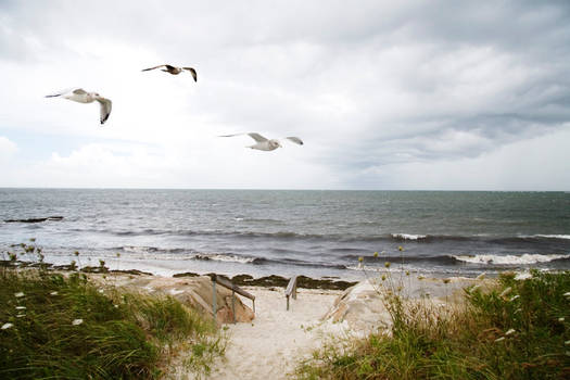 Birds in Flight