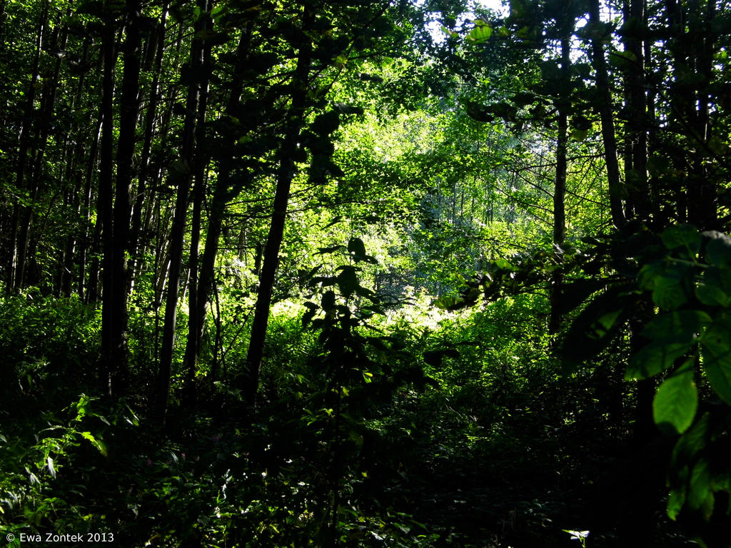 Forest shadows by Salvada on DeviantArt