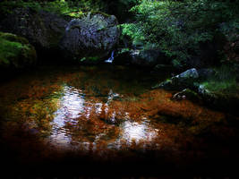 Forest Pool