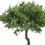 Tree 2 (PNG with transparency)