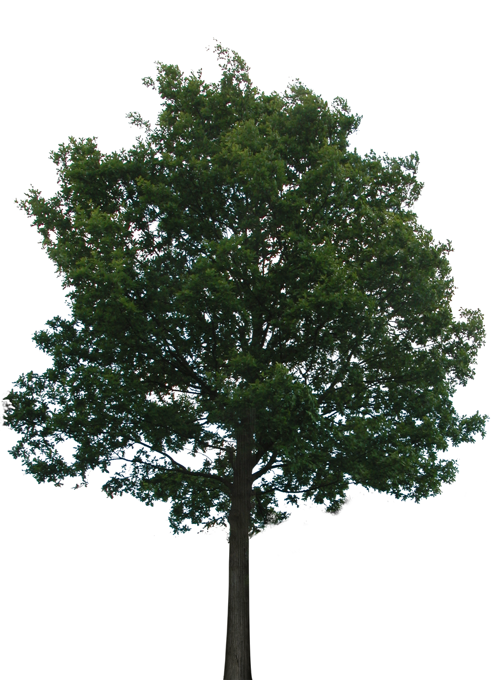 Tree 1 (PNG with transparency)