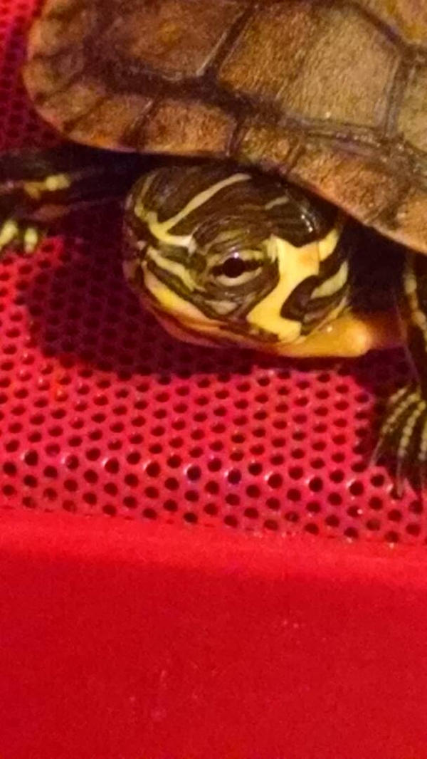 The Hyperactive Turtle Distracted Turtle is Distracted by LegitHerobrine on DeviantArt