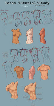 Torso Tutorial