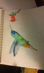 hummingbird 