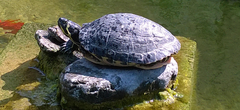 Turtles by FabioDTK on DeviantArt