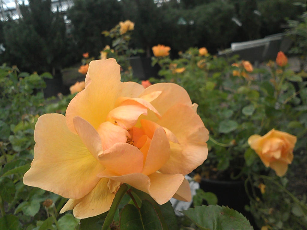 Field of yellow roses