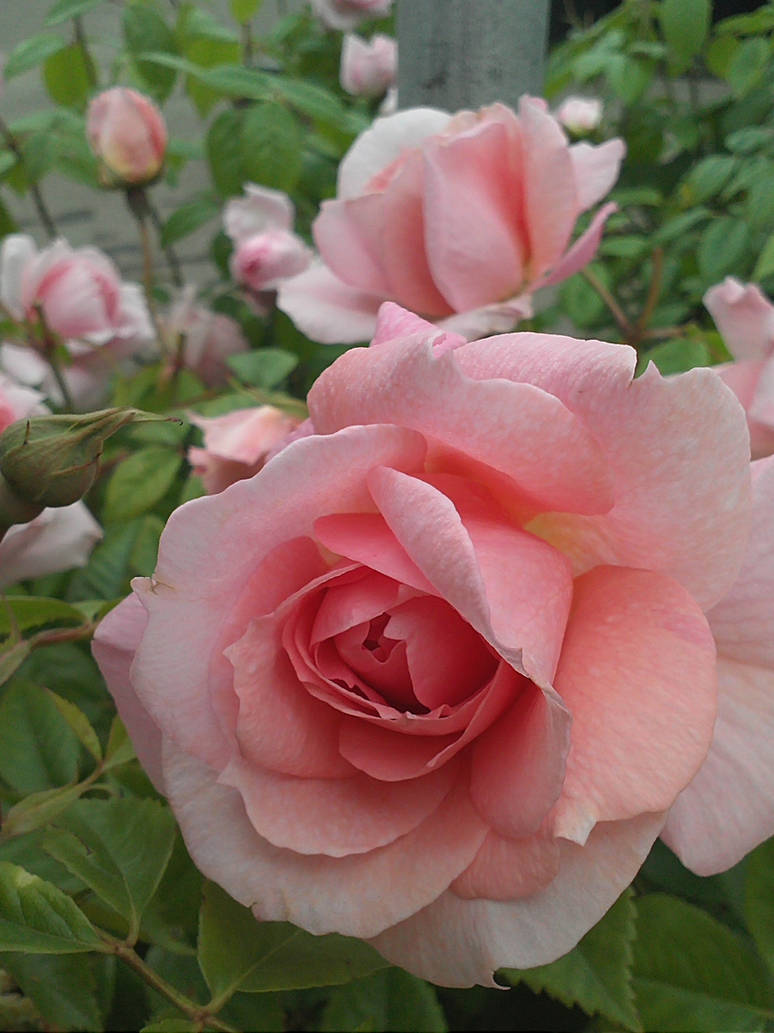 Sleeping beauties wall of roses by Temaire on DeviantArt