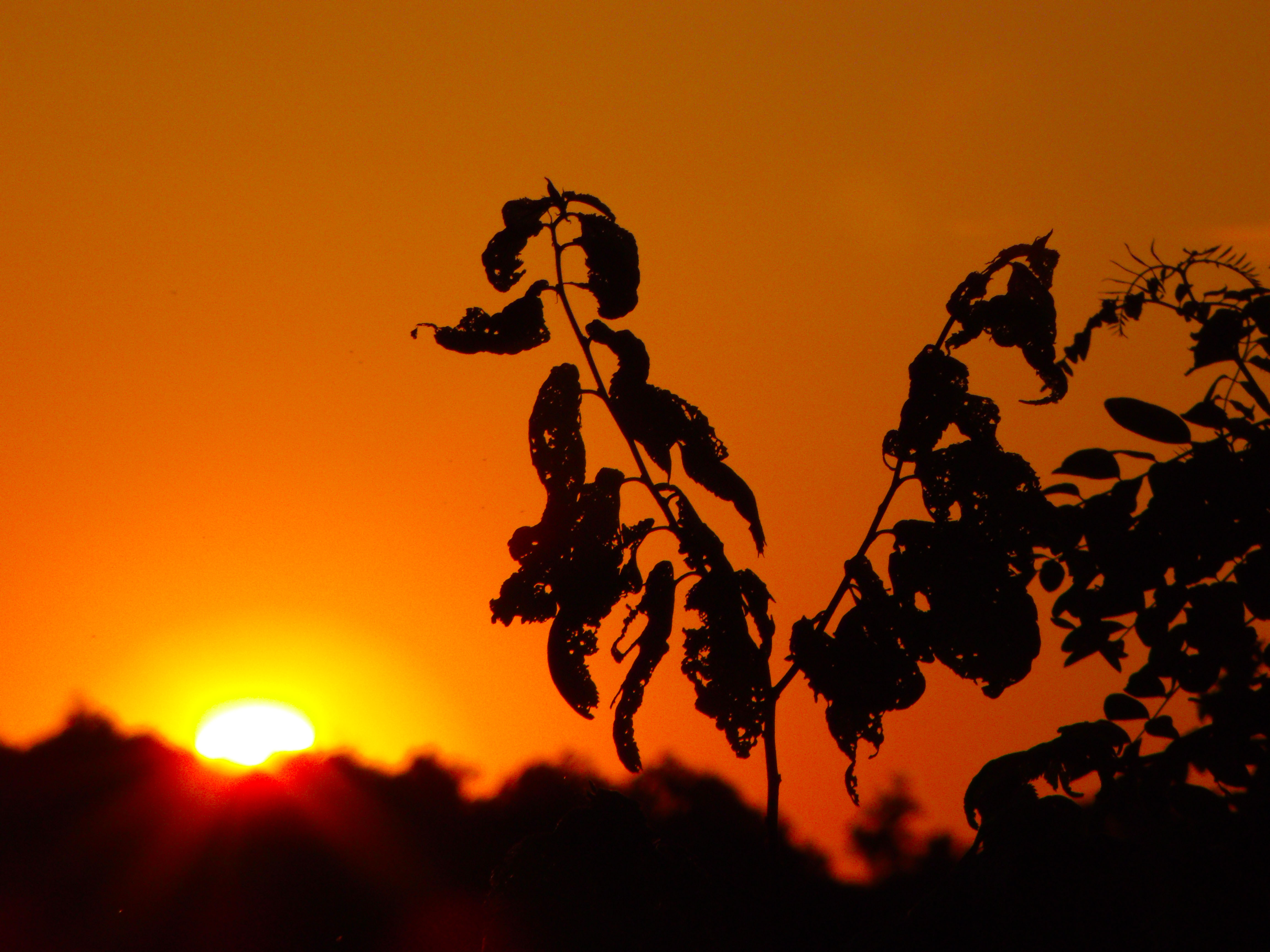 Light Through the Leaves