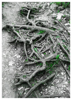 Roots of the Earth