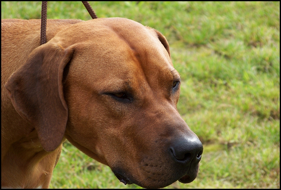 Rhodesian Ridgeback III