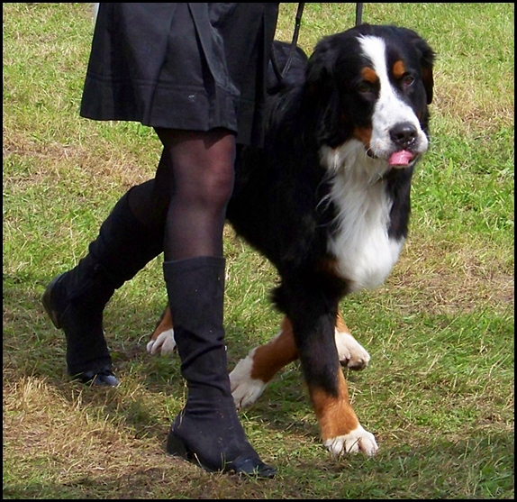 Bernese Mountain Dog II