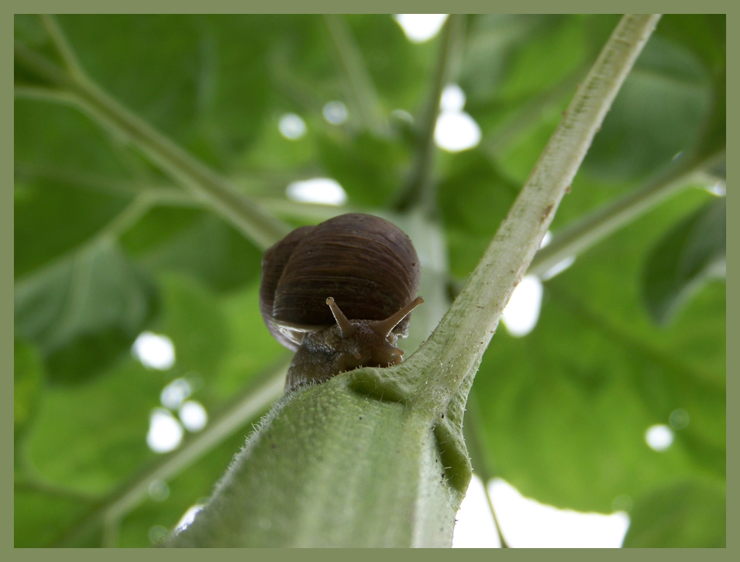 Snail 2