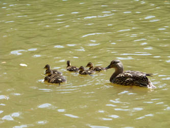 Taking the Kids for a Swim