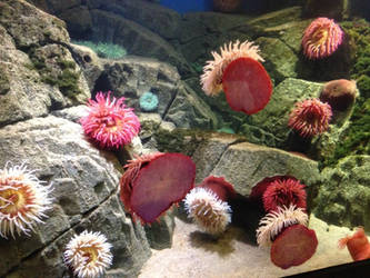 Sea Anemones