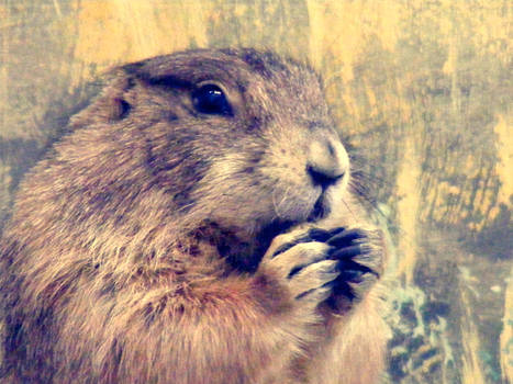 Marmot