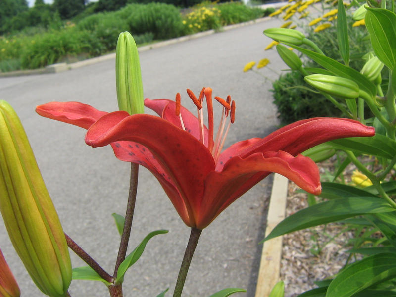 red lilly 01 by CotyStock on DeviantArt