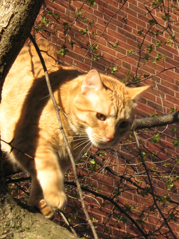 orange cat coming down 2