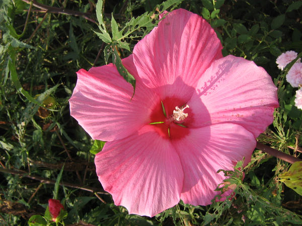 Rose of Sharon01