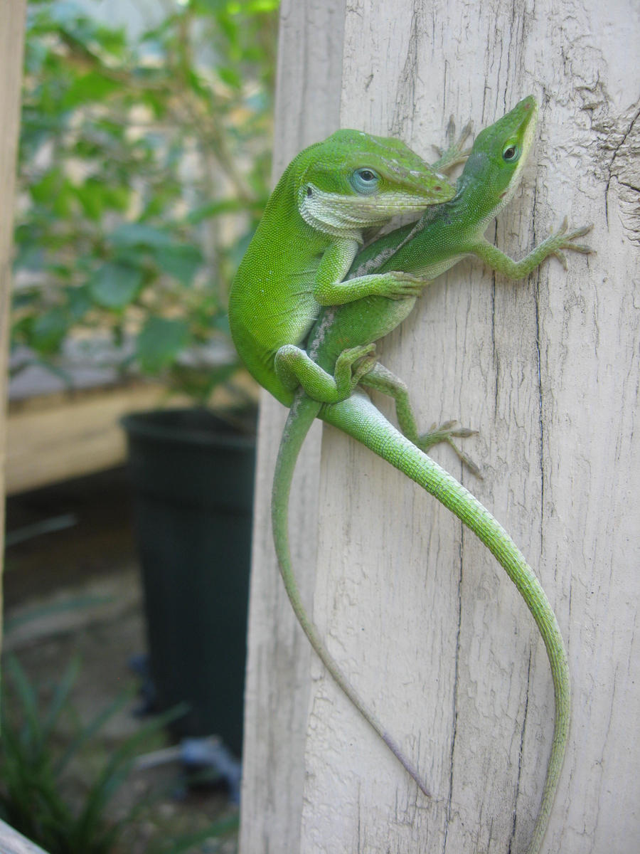 mating lizards 02