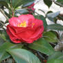 Red camelia 04