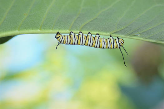 Monarch Caterpillar