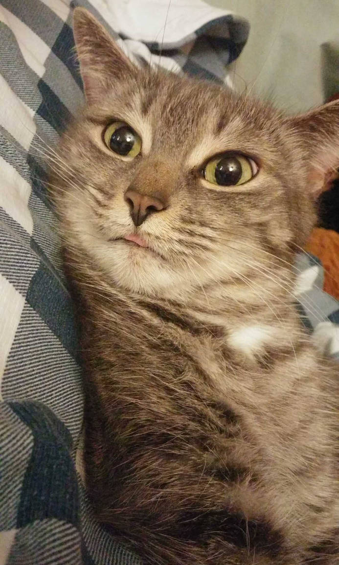 Derpy Kitty by whatkathleendid on DeviantArt