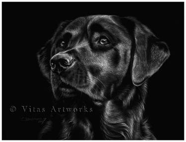 Labrador on Scratchbord