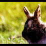 Russle Rabbit