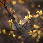 Lovers In Japan by Healzo