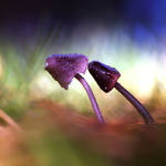 Mushroom Friends by Healzo