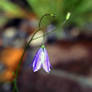 Flower Teardrops