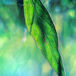 Feeling Green by Healzo