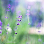 Lavender Dreams by Healzo