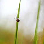 A snail's highway by Healzo