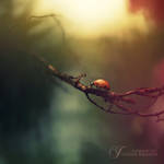 The Journey by Healzo