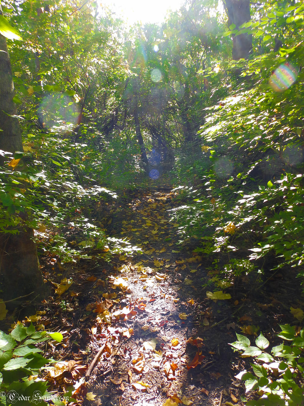 Paths in the Woods