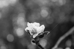 Bokeh and a spiderweb