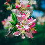 Apple Blossoms